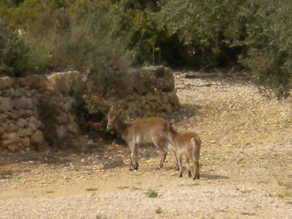 Casa Rural El Planet De Maella Casa Rural En Castellon Casa Rural Con Jacuzzi Casa Rural En Xert Casa Rural Cerca De Morella Chert 部屋 写真